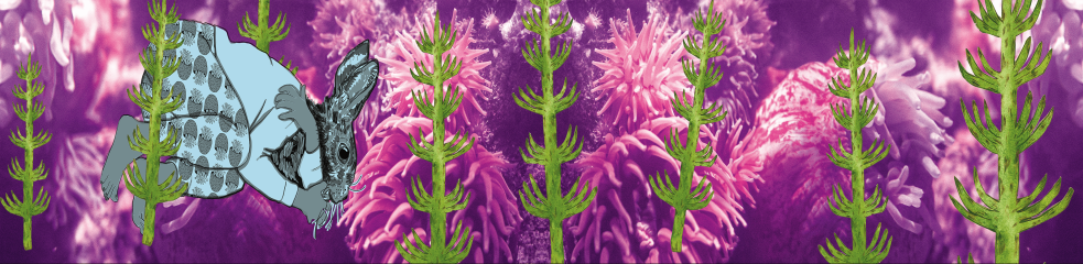 Lièvre et grenouilles