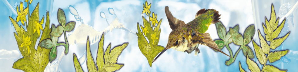 Colibris et trois temps