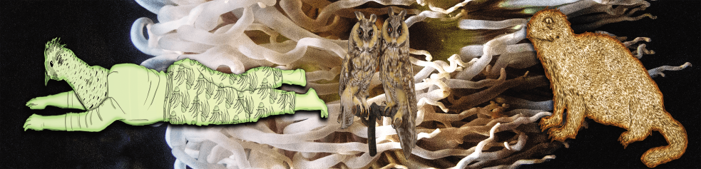 Une gélinotte, deux petits-ducs et une marmotte