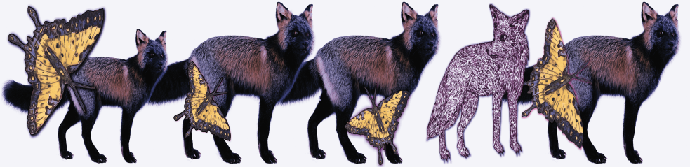 Renard, pic et champignons