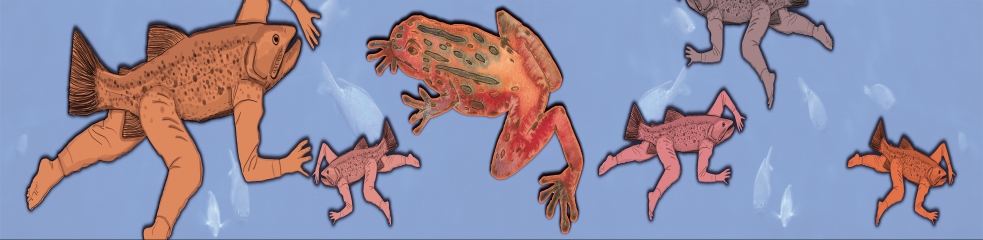 Poisson-pattes et geai bleu