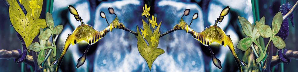 Grenouille et fleurs rouges